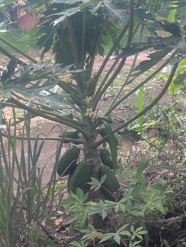 Papaya