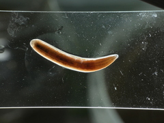 Haemopidae