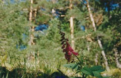 Digitalis purpurea purpurea