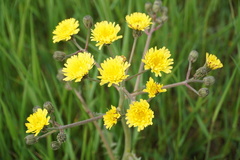 Crepis marschallii