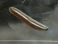 Haemopidae