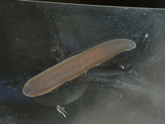 Haemopidae