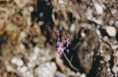 Linaria elegans