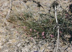 Dianthus lusitanus