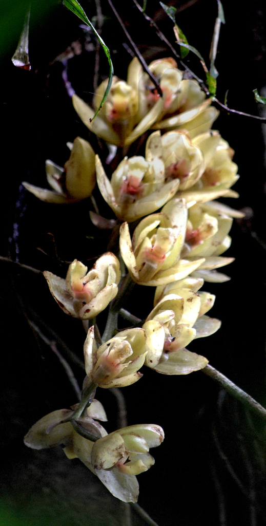 Acineta cryptodonta