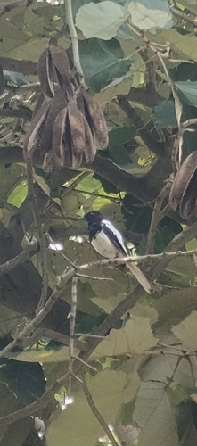 Oriental Magpie-Robin