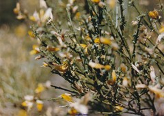 Cytisus oromediterraneus