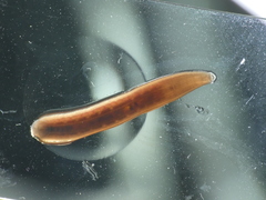 Haemopidae