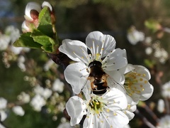 Eristalis obscura