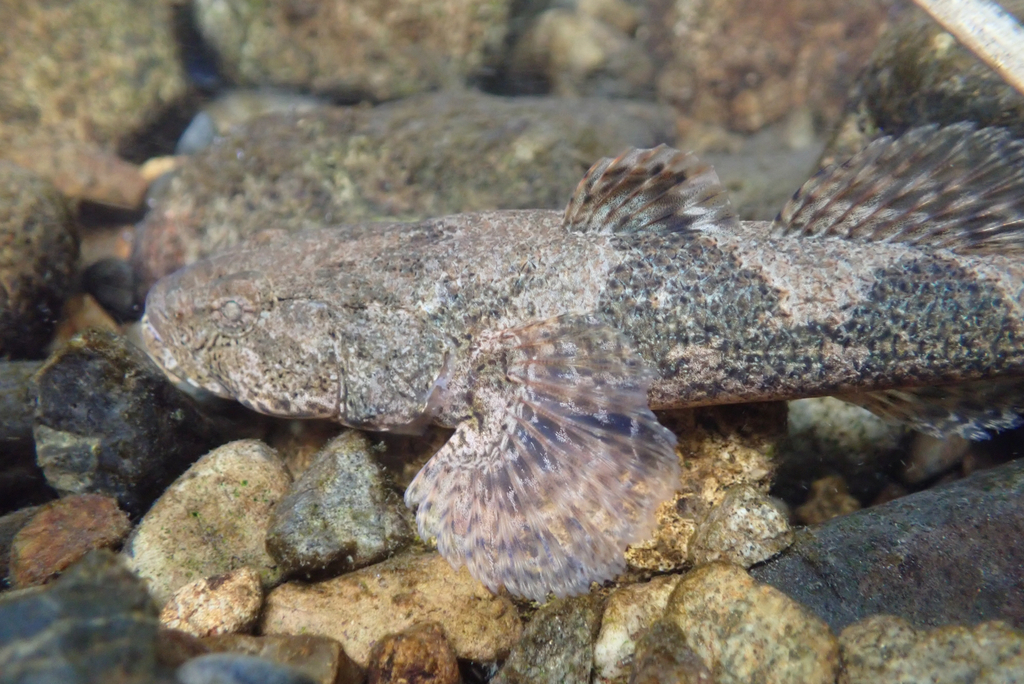 Hikimi sleeper (Odontobutis hikimius) — Odontobutidae