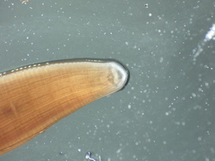 Haemopidae