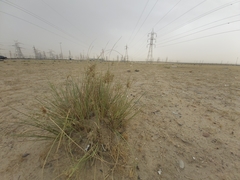 Cyperus conglomeratus