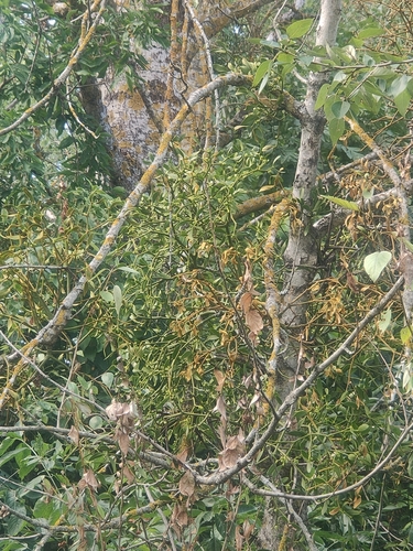 European mistletoe