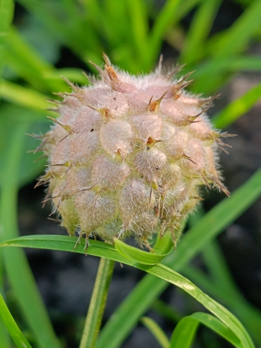 Strawberry clover