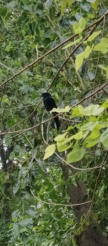 Black Drongo