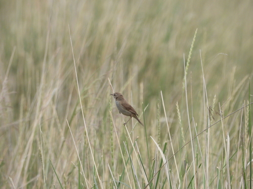 Booted Warbler