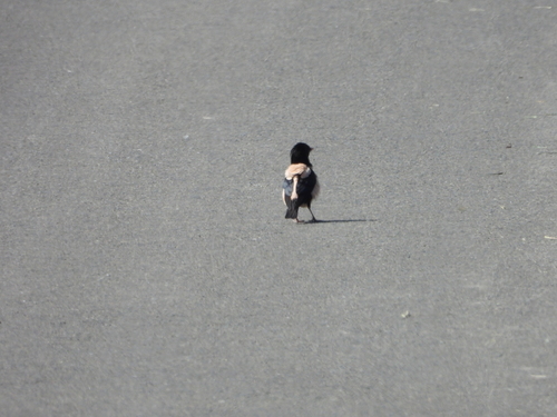 Rosy Starling
