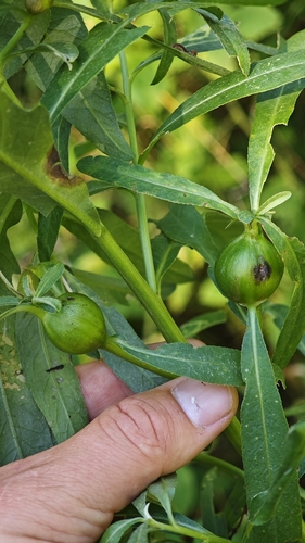 Thistle Stem Gall Fly