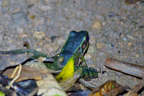 Swinhoe's frog, Odorrana swinhoana