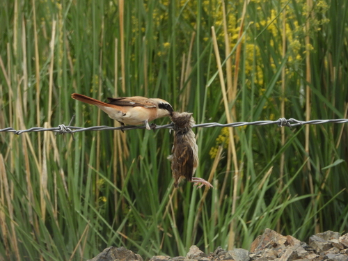 Red-tailed Shrike