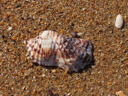 Arca navicularis observed 2026-08-11