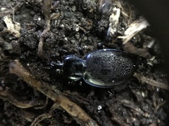 Sphaeroderus stenostomus stenostomus