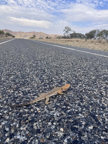 Central Bearded Dragon