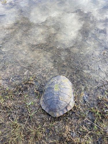 Eastern Snake-necked Turtle