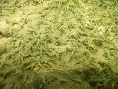 Halophila beccarii observed 2026-08-11
