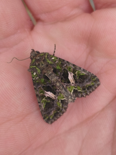 Orache Moth