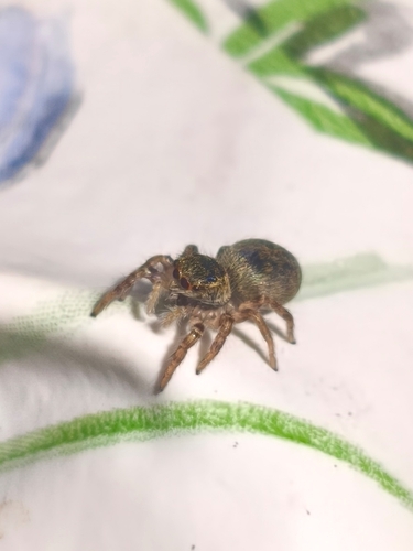 Carrhotus xanthogramma