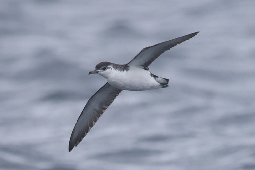 iNaturalist image