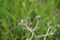 Crepis marschallii