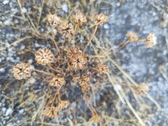Armeria humilis, photograph João Lima, CC BY, iNaturalist via GBIF