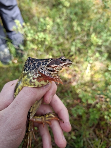 European Common Frog