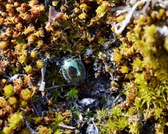 Lamprobyrrhulus nitidus