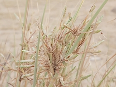 Cyperus conglomeratus