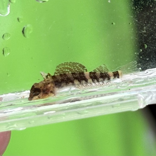 Enneapterygius etheostomus observed 2026-08-11