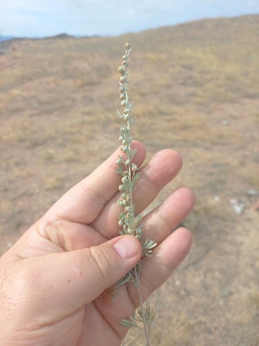 Artemisia rutifolia, photograph 1