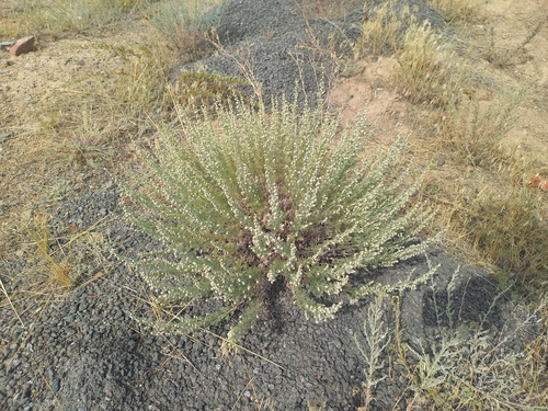 Artemisia rutifolia