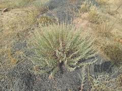 Artemisia rutifolia