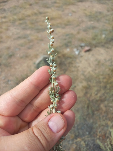 Artemisia rutifolia, photograph 2