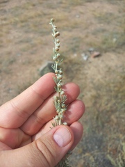 (c) Alexander Dubynin, some rights reserved (CC BY) Artemisia rutifolia, photograph (c) Alexander Dubynin, some rights reserved (CC BY)