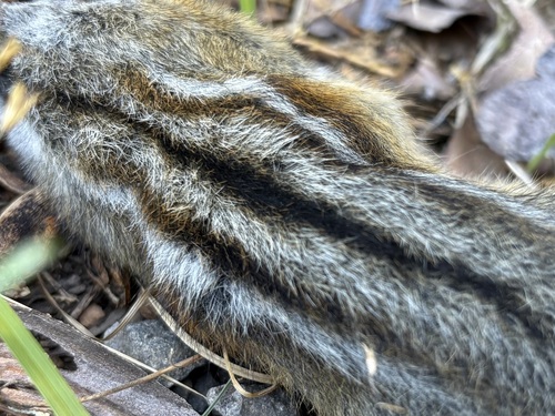 Shadow Chipmunk observed by pelagicvole