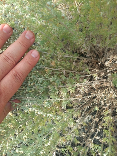 Artemisia rutifolia, photograph 3