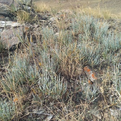 Ephedra intermedia