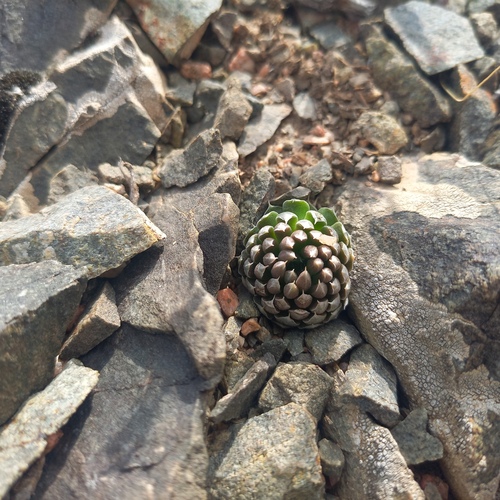 Orostachys thyrsiflora
