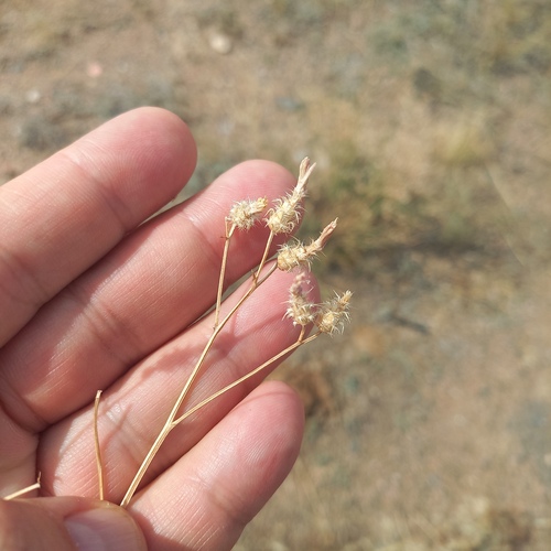 Centaurea virgata observed 2026-08-08