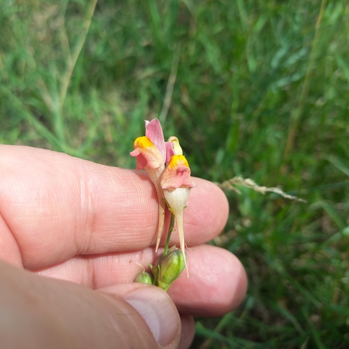 Linaria vulgaris