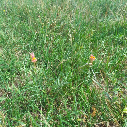 Linaria vulgaris